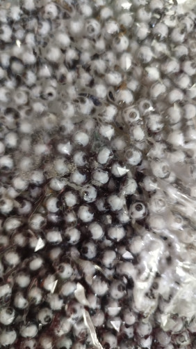 مهره مکعبی پاستیلی خارجی سایز ۸ دودی بسته ۵۰۰ گرمی