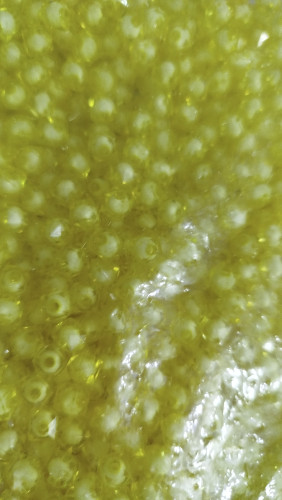 مهره مکعبی پاستیلی خارجی سایز ۸ زرد لیمویی بسته ۵۰۰ گرمی